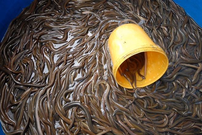 Chợ[-]sỉ[-]cá,[-]cua[-]đồng[-]ở[-]vùng[-]rốn[-]lũ[-]Đồng[-]Tháp[-]Mười